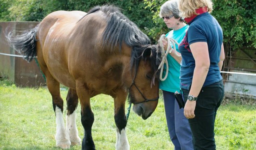 Meet Devon's 'horse whisperers' The Exeter Daily